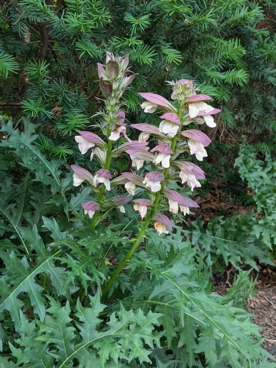 PXL_20250621_181530475~2.jpg