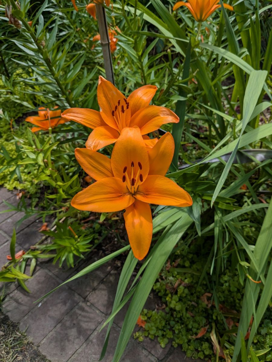 PXL_20250621_182233371.jpg