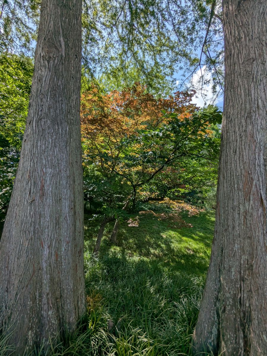 PXL_20250621_195317203.jpg