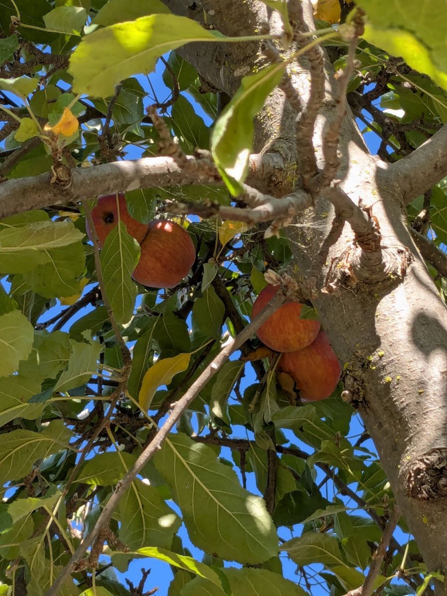 PXL_20251126_200351942.MP (1).jpg