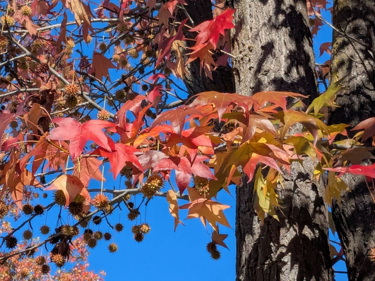 PXL_20251126_203221696 (2).jpg