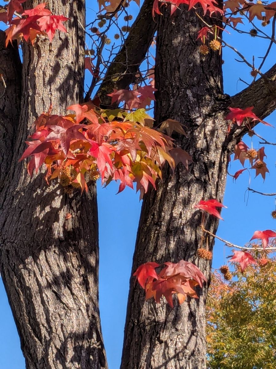 PXL_20251126_203340598.MP (1).jpg