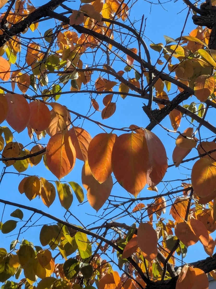 PXL_20251126_204418582.MP (1).jpg