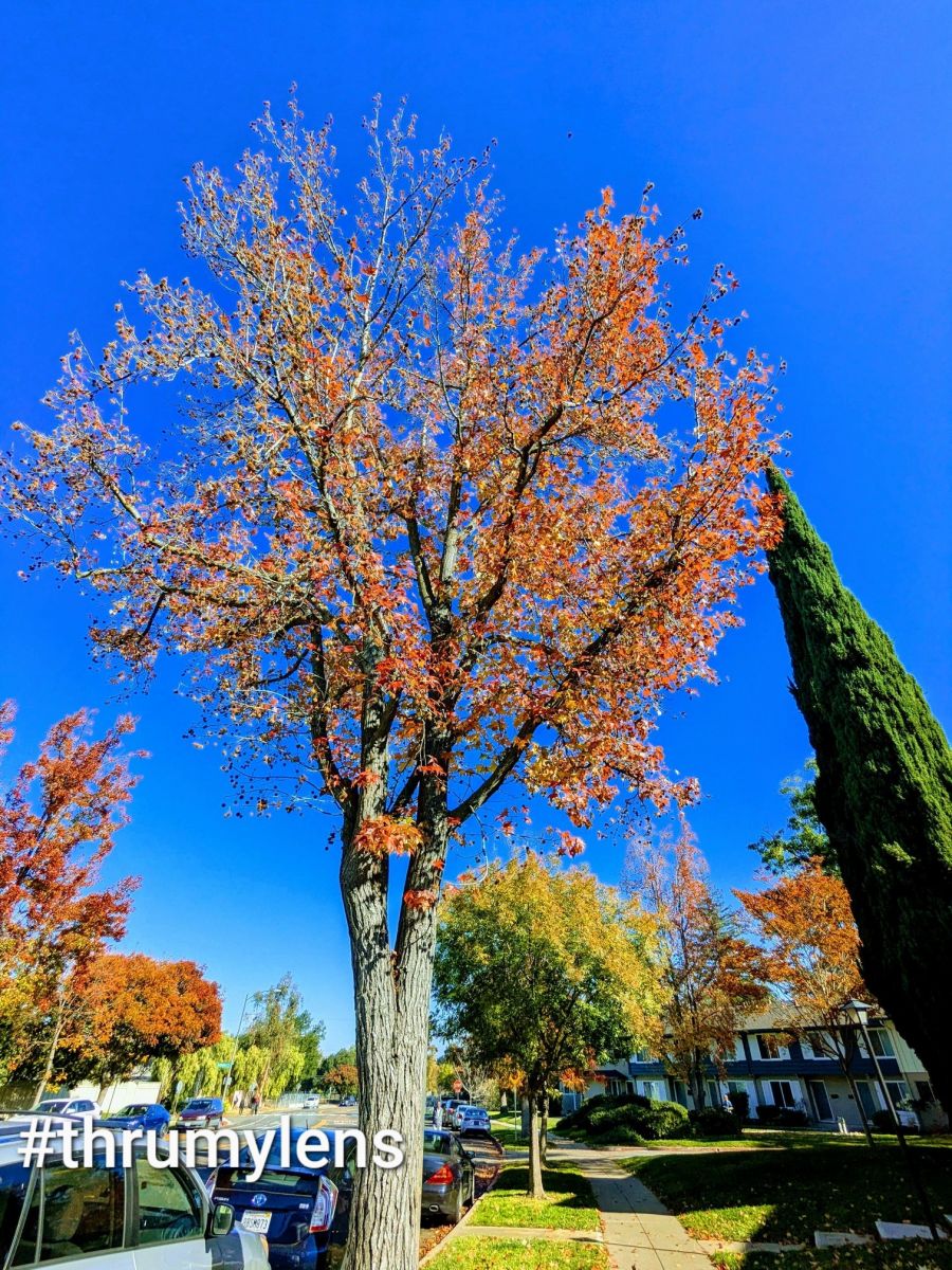 markup_1000061423 (1).jpg