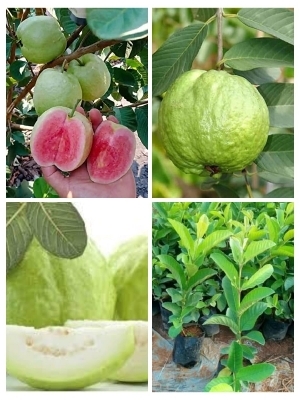 tayvan-pink-peru-guavas_0.jpeg