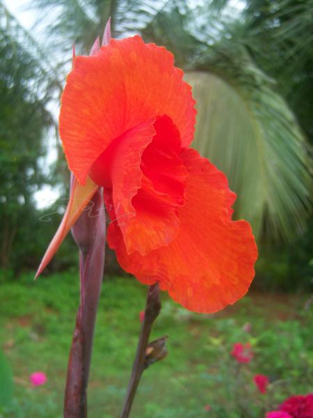 laal-phul.jpg