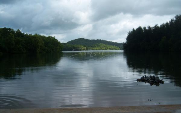 pavashi-ghavnalerasta-(5).jpg