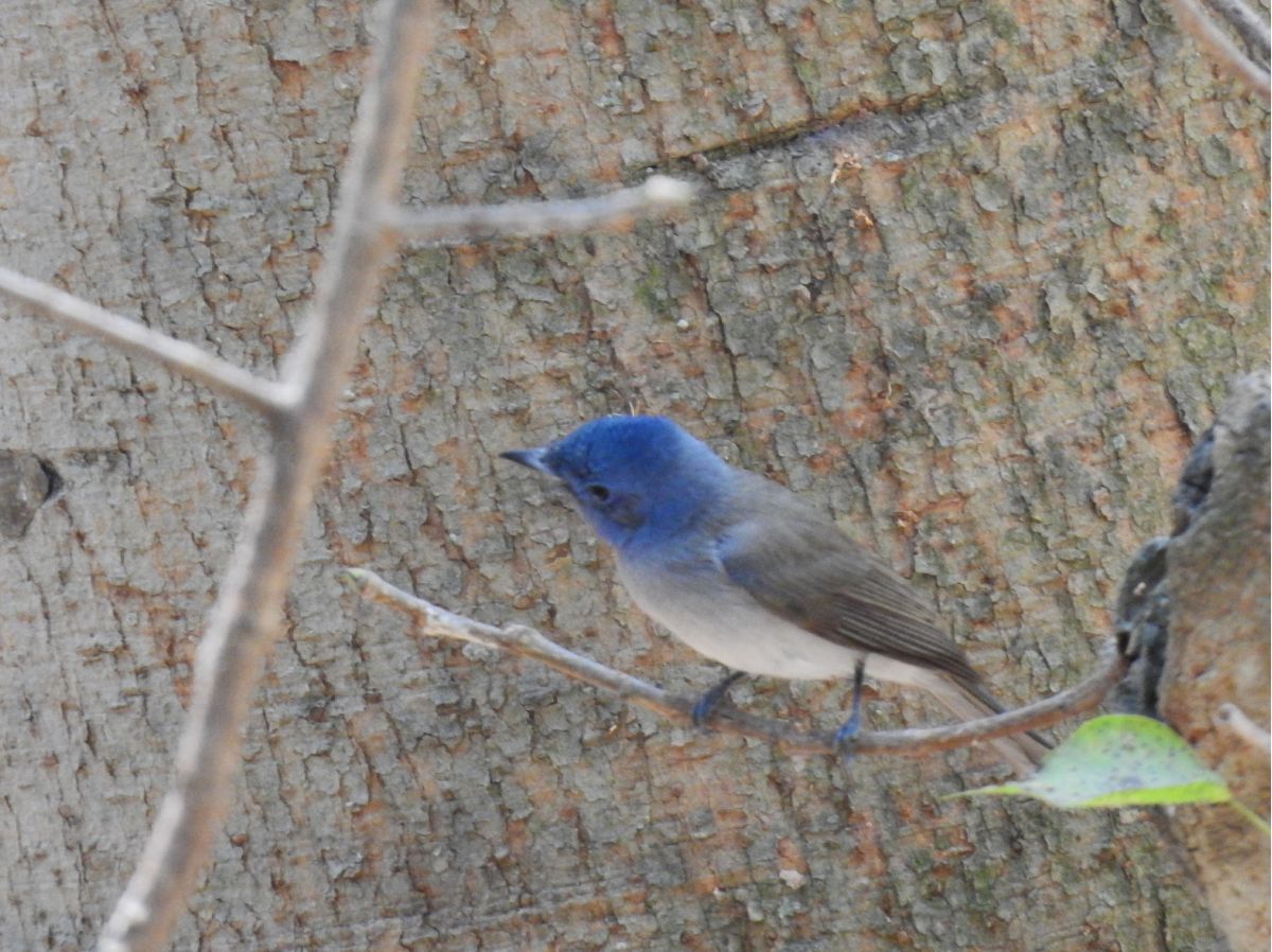 blue_naped_monarch.jpg