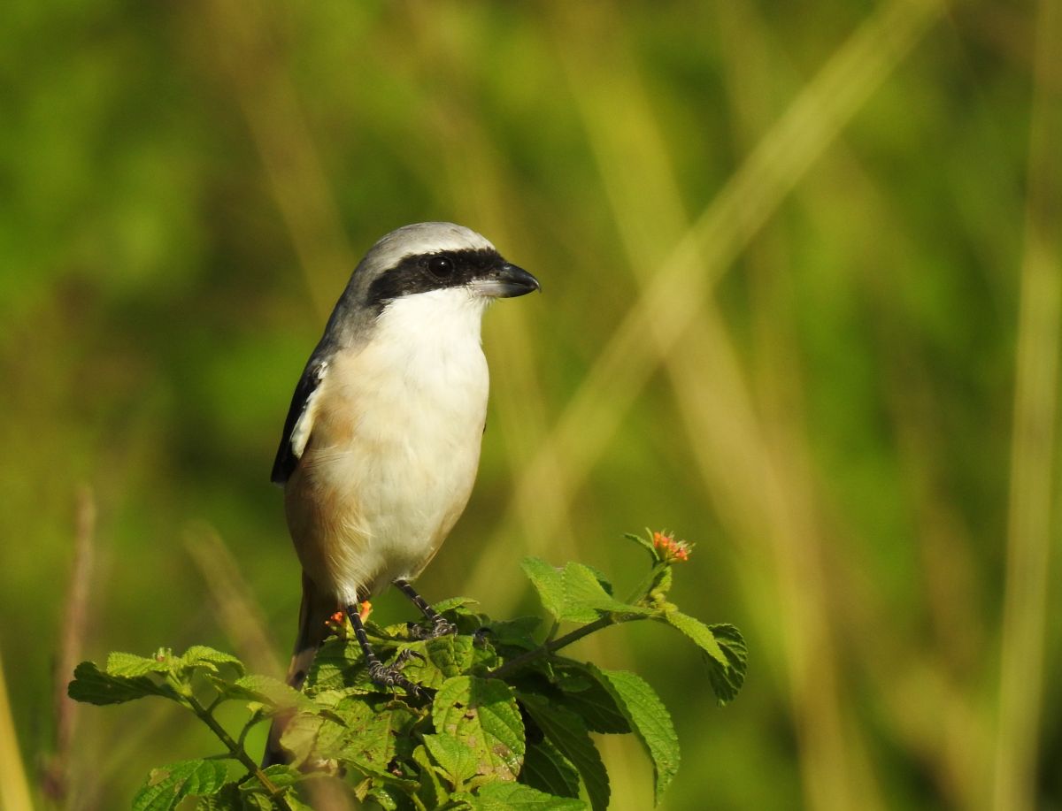 brown_shrike.JPG