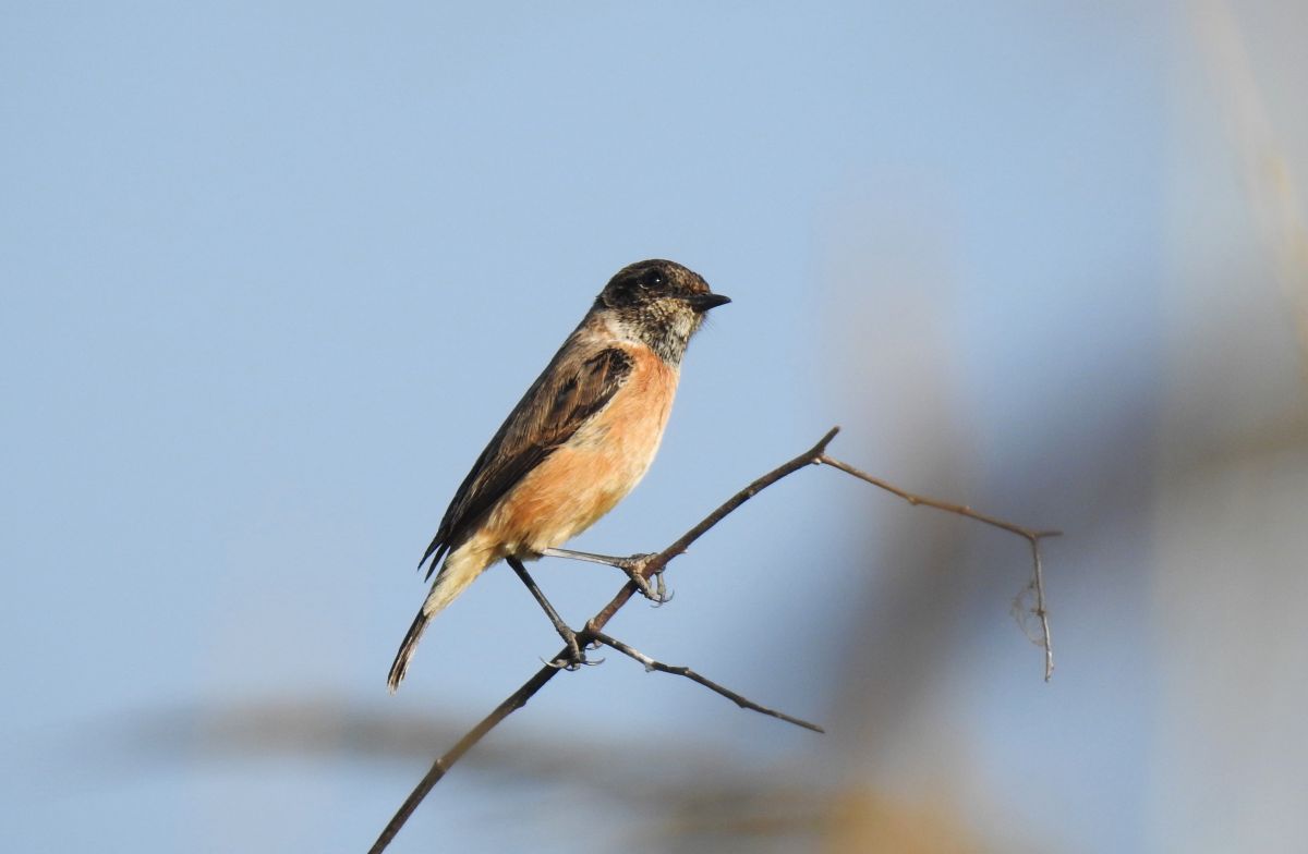 common_stonechat.JPG