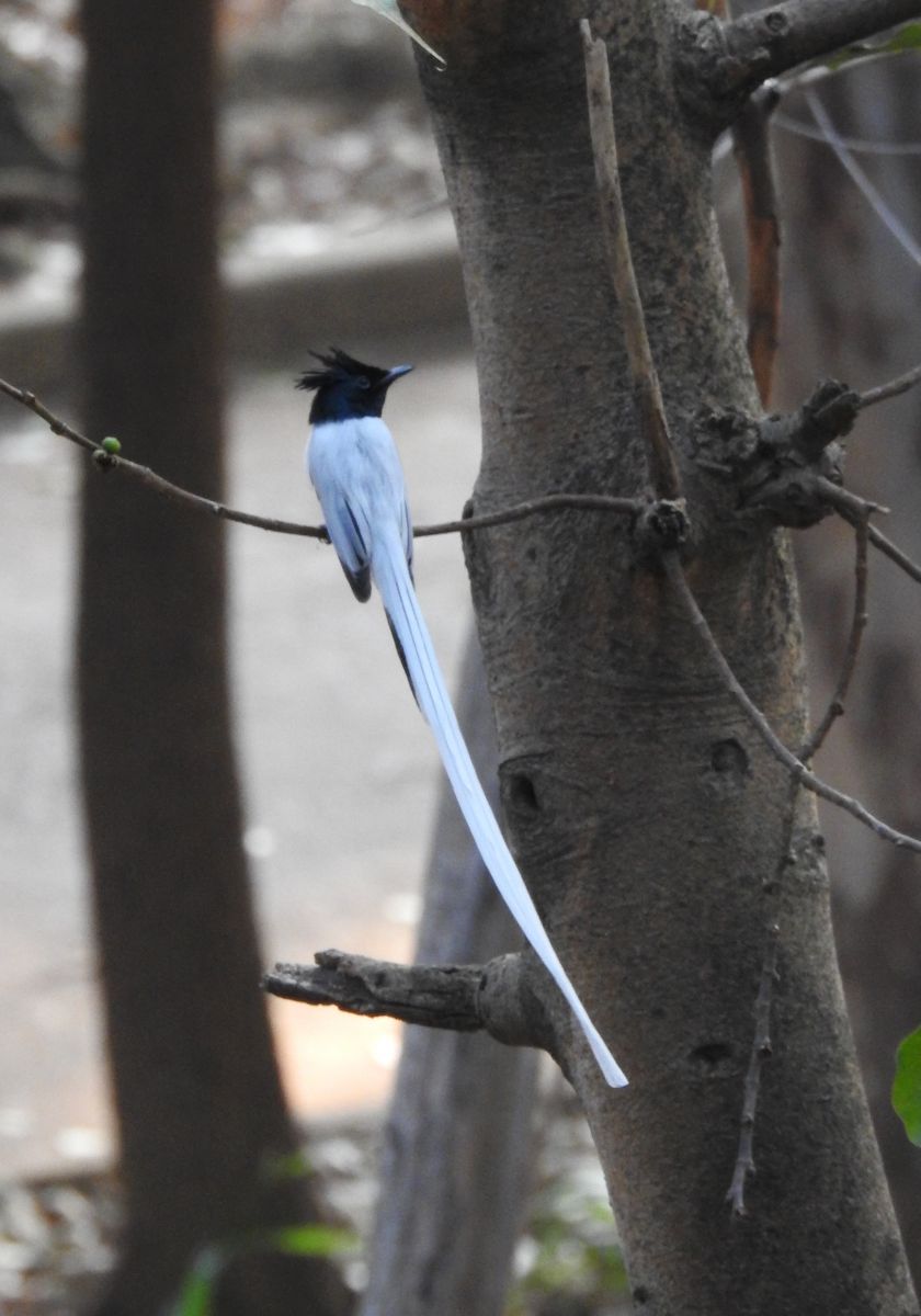 paradise_flycatcher_1.jpg