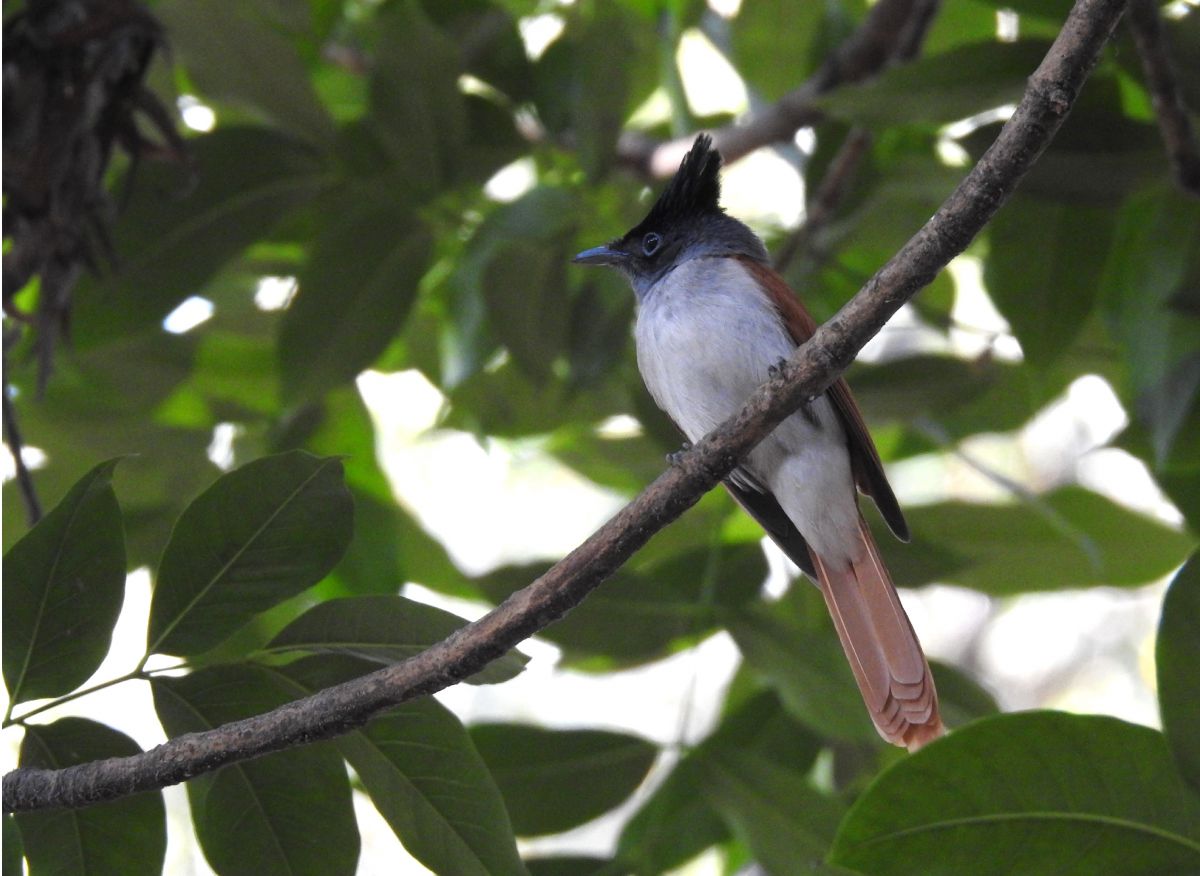 paradise_flycatcher_female.jpg