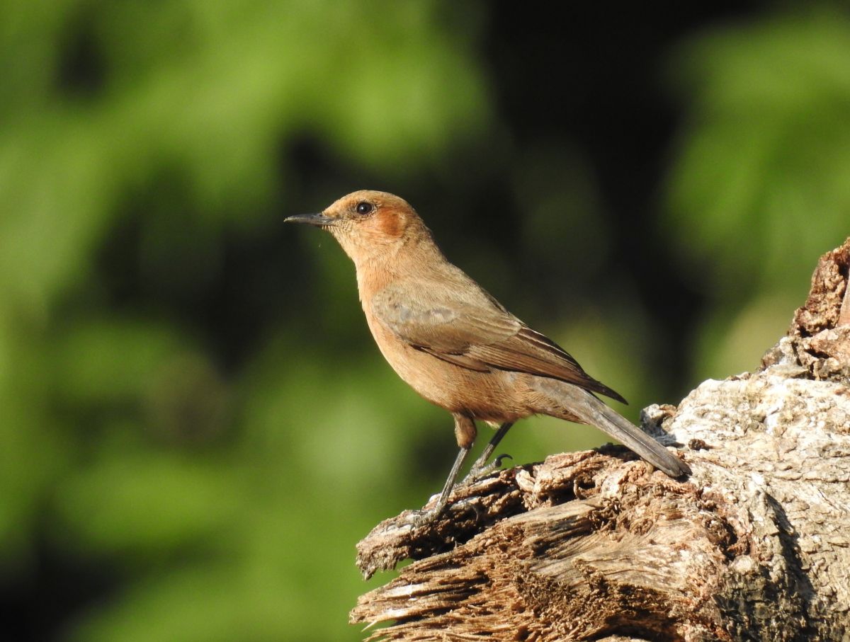 pied_bushchat_female.JPG