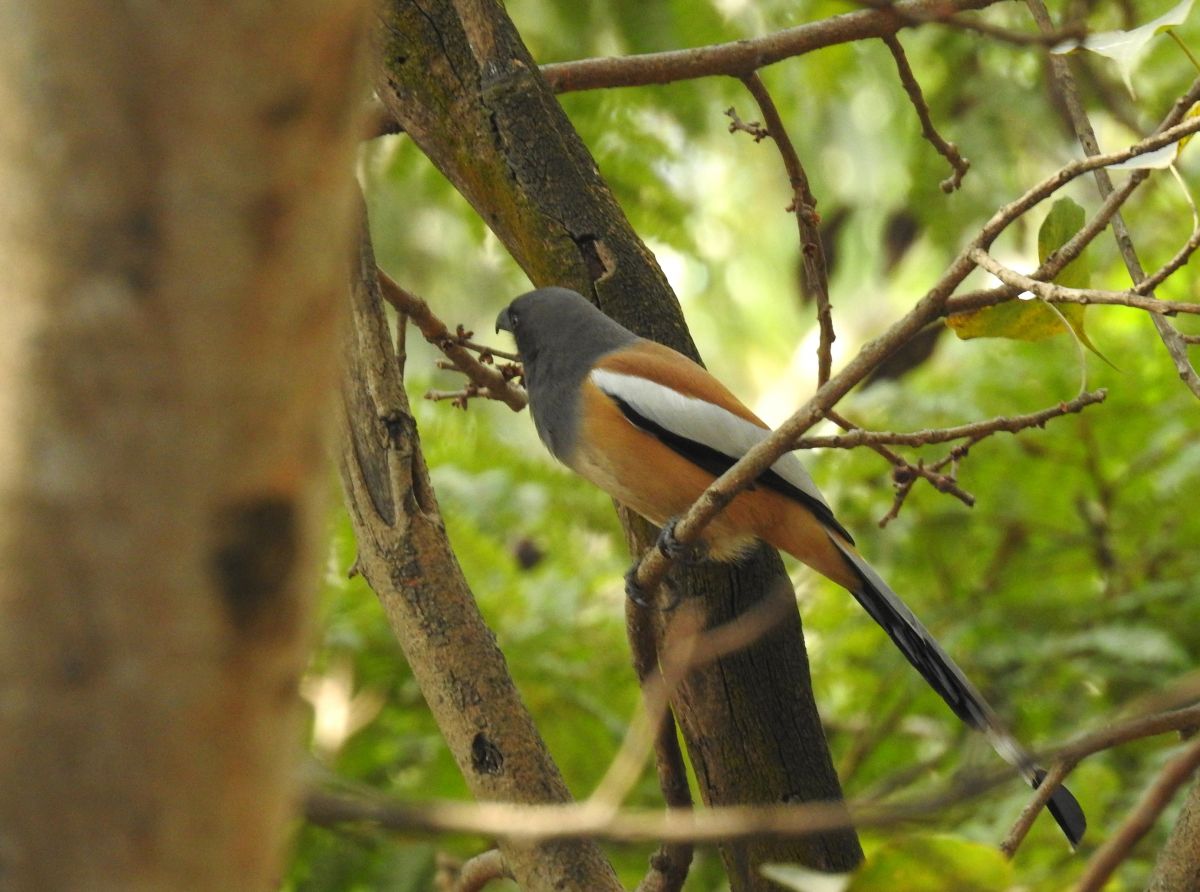 rufous_treepie.jpg