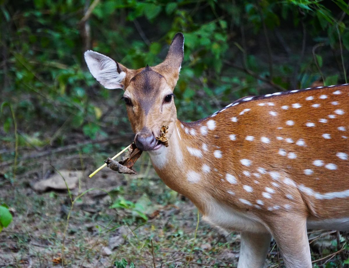 spotted_deer.JPG