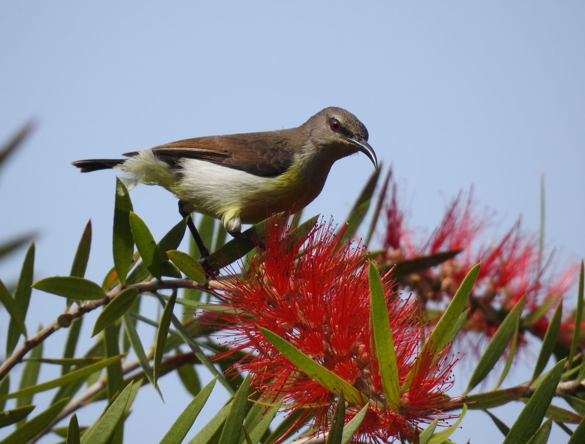sunbird_female_bottle_brush.jpg