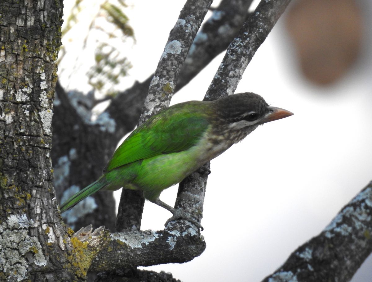 white_cheeked_barbet.jpg
