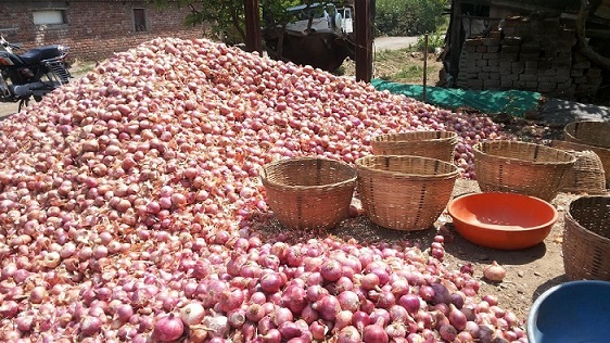 onion1.jpg