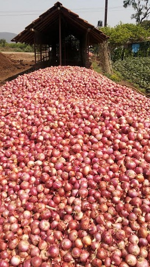 onion3.jpg