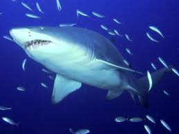 shark.jpeg