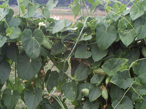 paravar