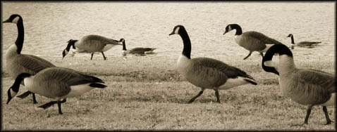 Ducks