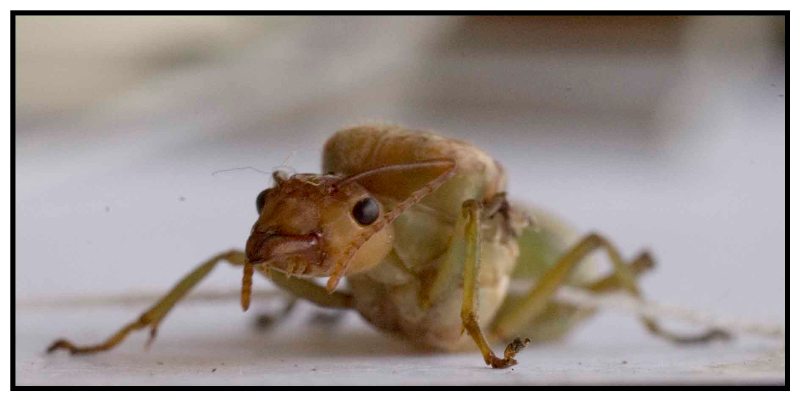 Ant