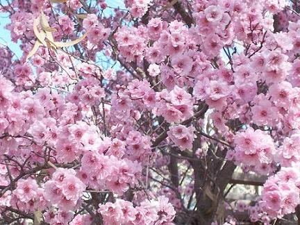 spring - wild plum blossom