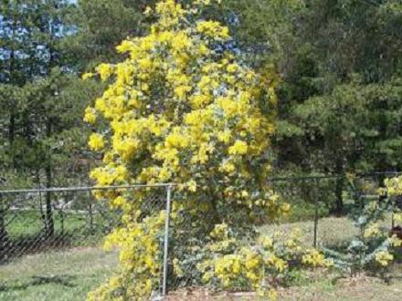 wattle