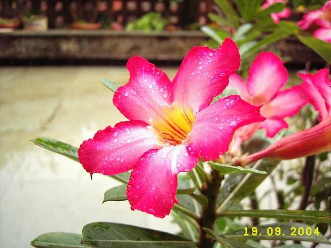 ajun kahi adenium