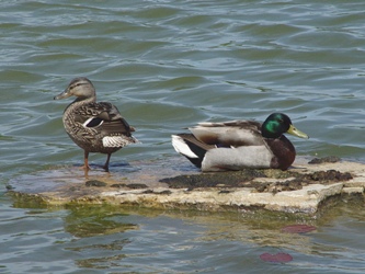 Ducks