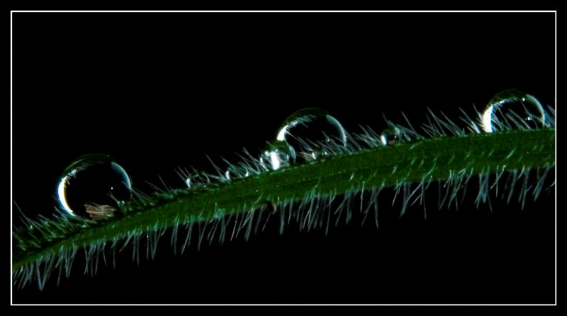 Dew on grass leaf