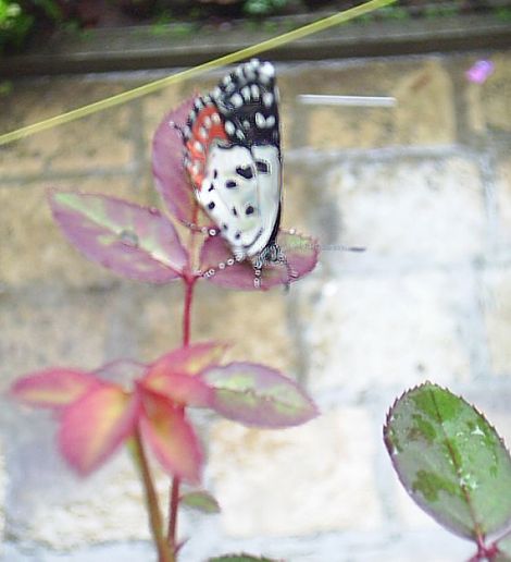 butterfly