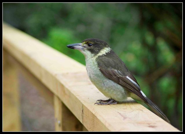 Laughing Kookaburra