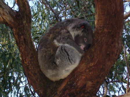 Kohala, Australia Wildlife