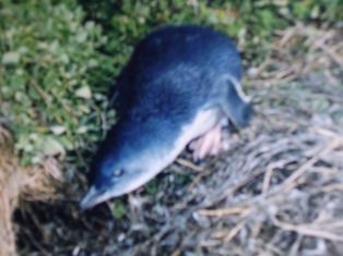 Penguin