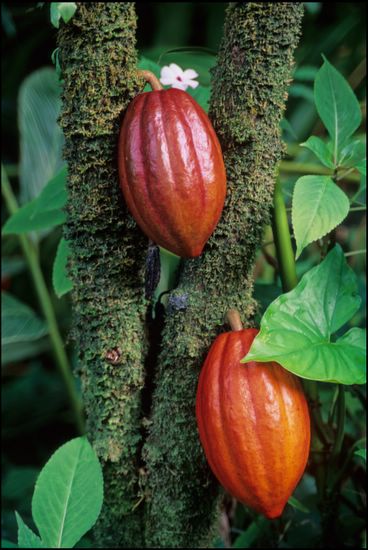 Cocoa Beans