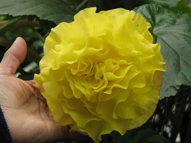 phool