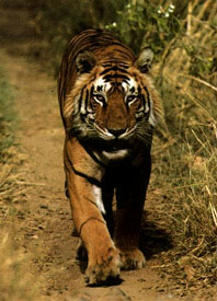 original tiger