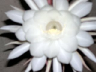 can you recognize this flower.......