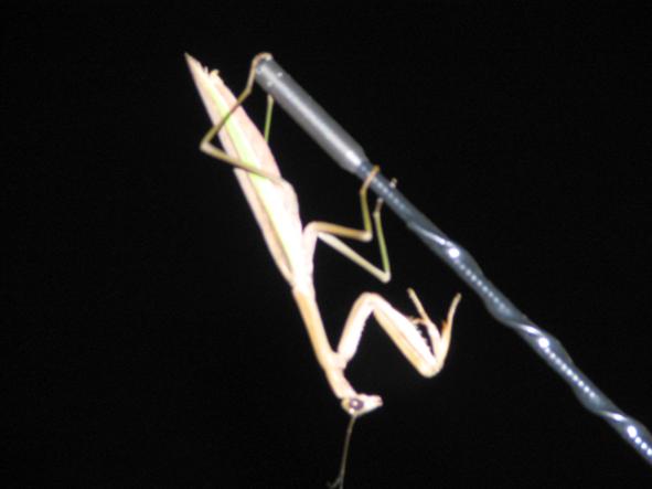praying_mantis
