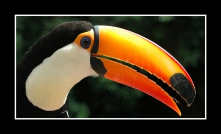 Toucan in Singapore Bird Park