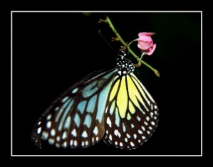 butterfly
