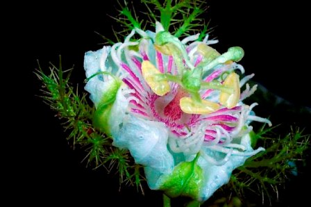 Wild flower
