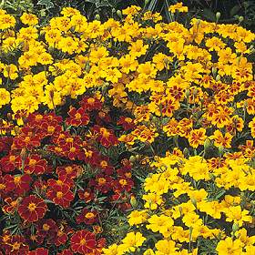 I love Marigold.