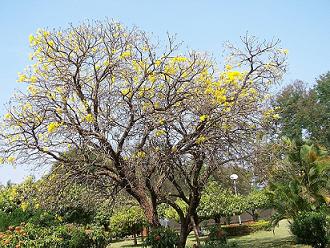 Tabebuia vRux