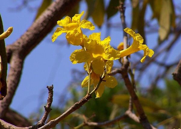 pivaL tabebuia