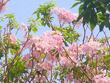 gulabee tabebuia