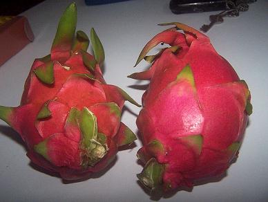 Dragon Fruit1