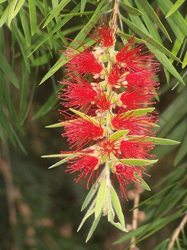 bottle brush